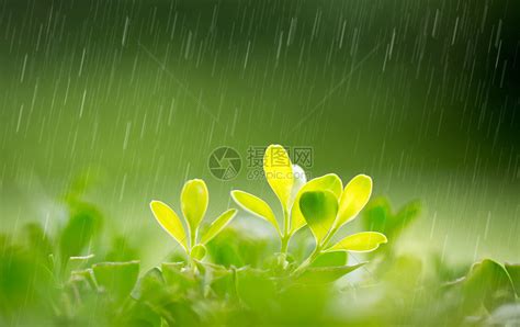 雨中落叶背景图背景图片素材免费下载_熊猫办公