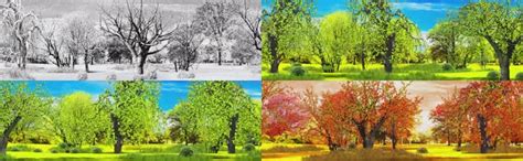 树木四季变化装饰素材免费下载 - 觅知网