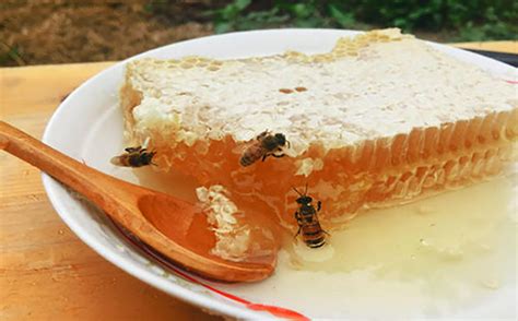 蜂蜜是怎么制作出来的？取蜂蜜过程看得我精神了一天