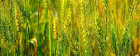 乐土808小麦种子特征特性，生育期236天 - 新三农