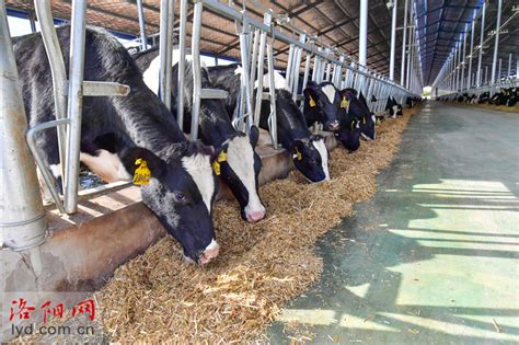 2022年中国奶牛养殖行业分析，下游乳制品需求强劲，奶牛存栏量持续增长「图」_华经情报网_华经产业研究院