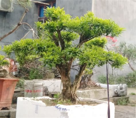 中国十大珍贵树种，名贵树木
