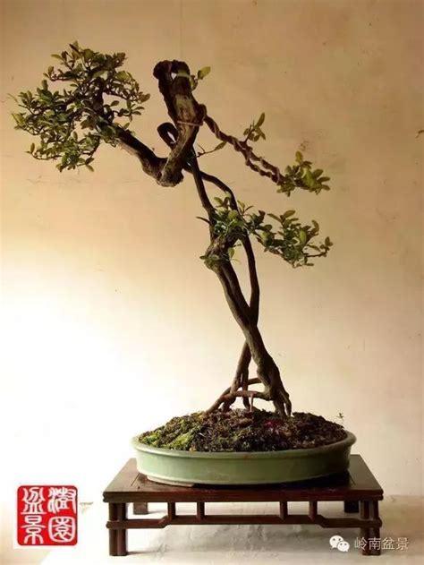 金豆盆景欣赏图片
