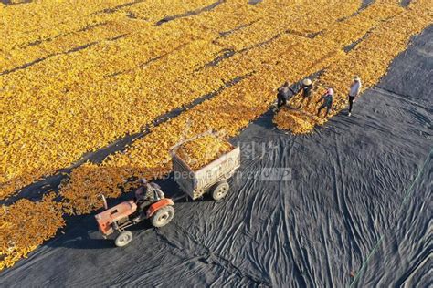 张掖甘州玉米制种产业产值超35亿 带动1万人次就业凤凰网甘肃_凤凰网