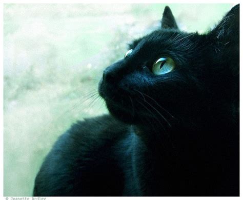 黑色猫图片_百度知道