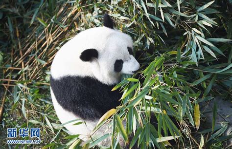 旅美大熊猫“美轮”“美奂”回国后首次亮相 - 上海故事 - 新湖南