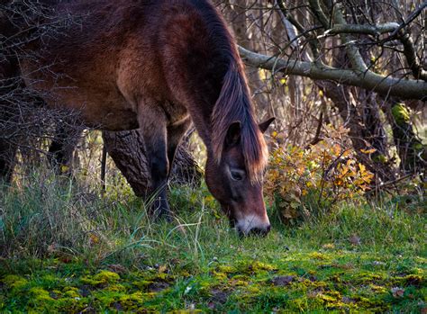 horse grazing on moss covered grass – Stan Schaap PHOTOGRAPHY