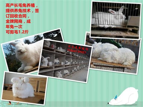 辽宁省哪里有种兔养殖场_肉兔种兔养殖场_恒森种兔养殖场