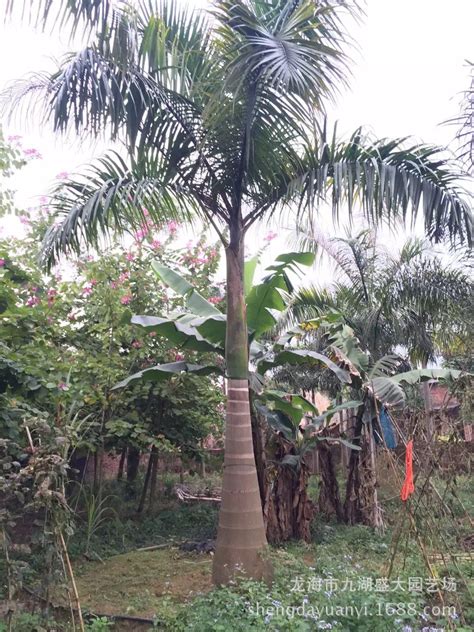 大王椰子报价 大王椰子价格 大王棕 福建盛大园艺批发大王椰子树-阿里巴巴