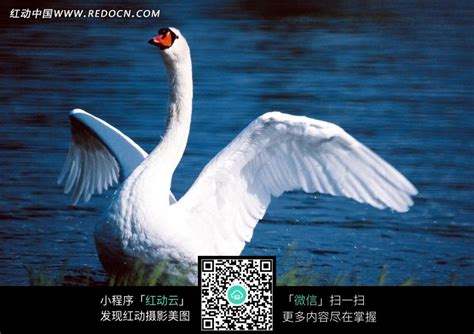 一只在水里张开翅膀的大白鹅图片免费下载_红动中国