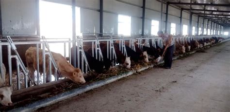 临江市：“牛专家” 进牛棚，养牛户过上“牛日子”