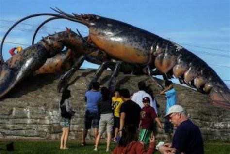 世界上最大的龙虾，波士顿龙虾(长1.1米/重40斤) — 奇达世界之最