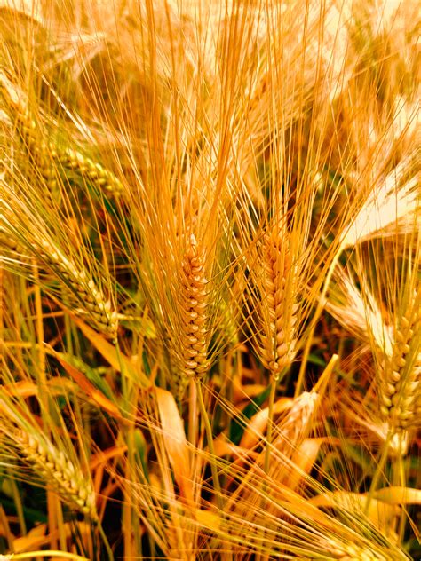 全麦大麦小麦的区别,全麦与大麦的区别,大麦和小麦的区别(第3页)_大山谷图库