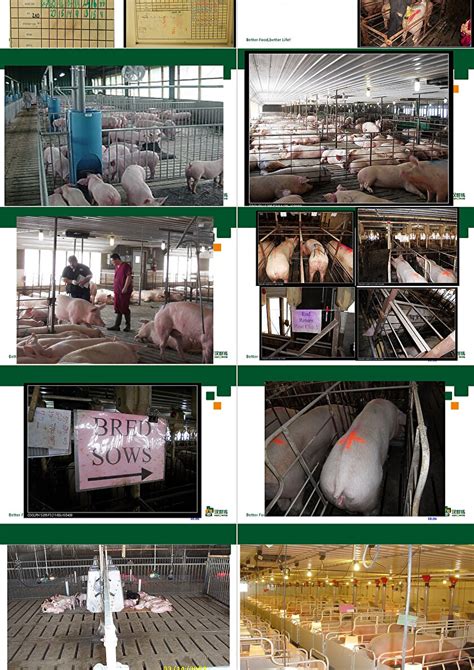 深剖中国生猪产业现状，未来发展趋势曝光！（附各省生猪出栏量）_养殖