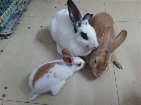 兔子下崽如何养护，饲养兔子的注意事项有哪些 - 农敢网