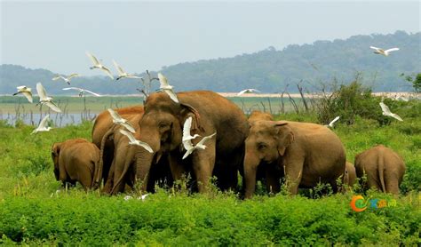 斯里兰卡将从2020年8月1日起重新对国际游客开放 – 翼旅网ETopTour