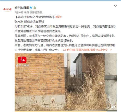 黑龙江鸡西市一村庄发现一只老虎，民警正在村屯进行巡逻宣传提醒注意安全