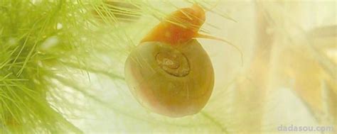 苹果螺多久繁殖一次（苹果螺的卵多久能孵化） - 达达搜