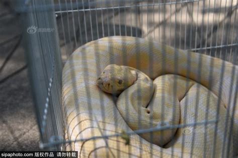 金色蛇是什么品种：人们常说的黄金蟒（长度约7米）-百科-优推目录