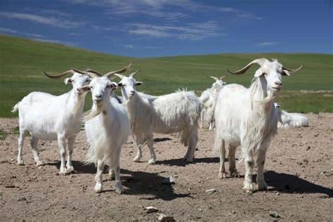 养殖肉羊的哪些品种比较好，附育肥技术 - 农敢网