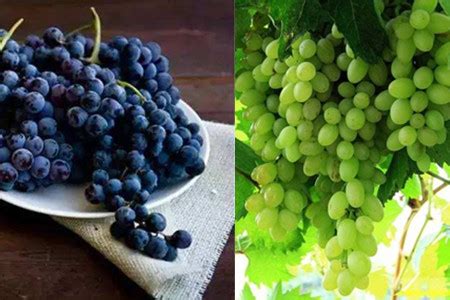 葡萄的功效与作用，每种颜色都具有不同的效果 - 鲜淘网