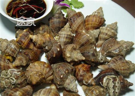 100种螺图片大全,50种珍稀海螺,十种不能吃的螺图片_大山谷图库