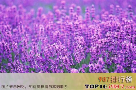 曼陀罗花的花语是什么?曼陀罗花的寓意和象征-花卉百科-中国花木网