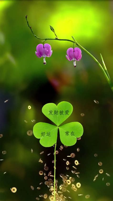 治愈动图好运图片