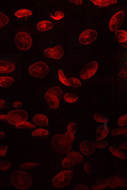 明亮的水母漂浮黑暗的海水中高清图片下载-正版图片300167914-摄图网