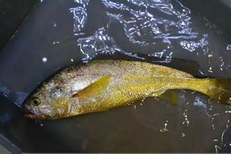20000买一条5.2斤的超大野生大黄鱼，又是破纪录试吃_凤凰网视频_凤凰网