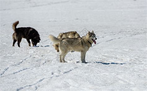 体重160斤西伯利亚狼可杀死数十匹野马，能跟老虎抗衡._凤凰网视频_凤凰网