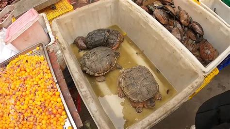农村乌龟市场赶集，30一只草龟，40一只的鳄龟，划算吗？_新浪新闻