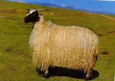 中国十大名羊品种排行，和田羊摘得桂冠_巴拉排行榜