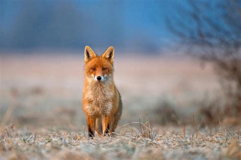 【广东】森林公园惊现野生赤狐 或与自然环境因素有关