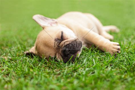 沉睡的棕色狗狗高清图片下载-正版图片322154280-摄图网