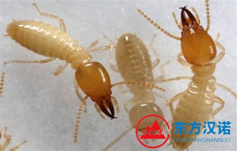 杭州灭白蚁公司_白蚁和飞蚂蚁的区别？