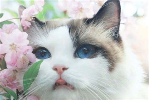 漂亮 猫猫 - 堆糖，美图壁纸兴趣社区