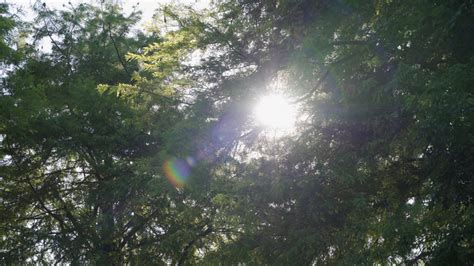阳光 树叶 (2) 阳光在树叶缝隙中穿梭