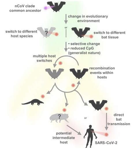 从蝙蝠到人类，新冠病毒变化不大|新冠肺炎_新浪新闻