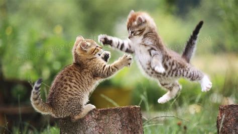 猫之间打架是什么原因（猫咪打架打赢打输的表现） - 胖萌舍宠物网
