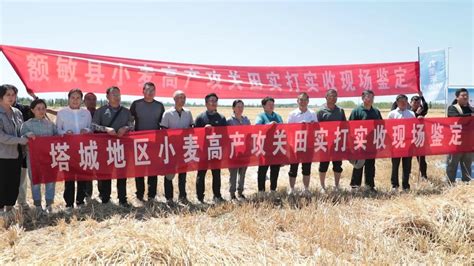 新疆额敏：塔城麦区冬小麦创810.02公斤高产纪录