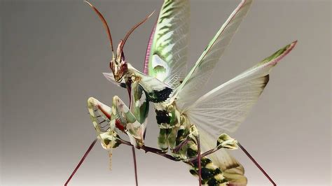 盘点地球上五大最恐怖昆虫！魔花螳螂是捕食蝗螂中最大的一种_腾讯视频