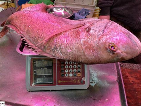 现切现吃，盒马长沙9家门店上线开鱼秀，一周要开30条三文鱼-经济动态-长沙晚报网