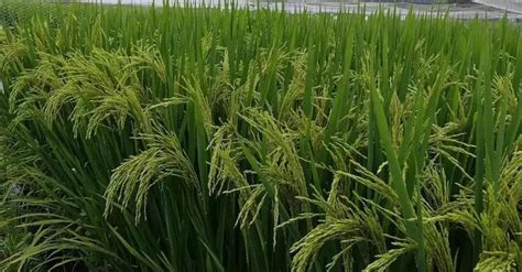大穗型水稻品种,铁杆大穗水稻品种,特香型水稻品种(第2页)_大山谷图库