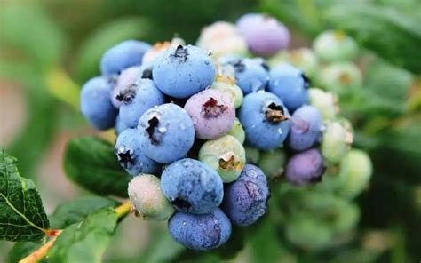 野生蓝莓的功效与作用_保健功效_食品常识_食品科技网