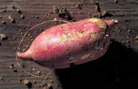 生活小常识：红薯有什么营养价值 红薯怎么吃 - 装修保障网