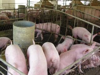 产业扶贫新模式：生猪代养合作社农户双赢 - 猪好多网