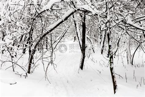 莫斯科市Timiryazevskiy公园暴风雪的冬季日高清图片下载-正版图片307293882-摄图网