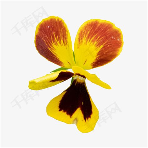 三色堇黄色植物特写素材图片免费下载-千库网