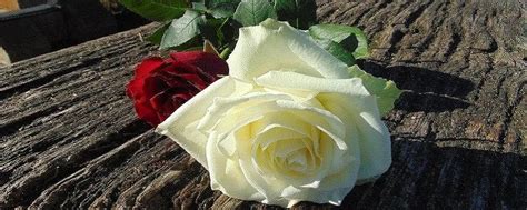 玫瑰到了花期 - VitalSea_ - CNU视觉联盟